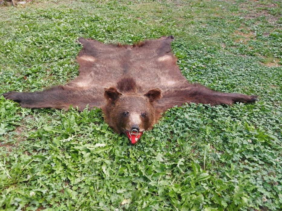 Blana de urs/piele de urs