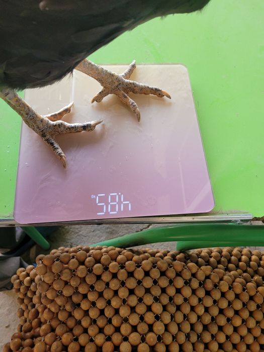 Турк сотилади 2 тулак турловдан чиквои тухумга якин