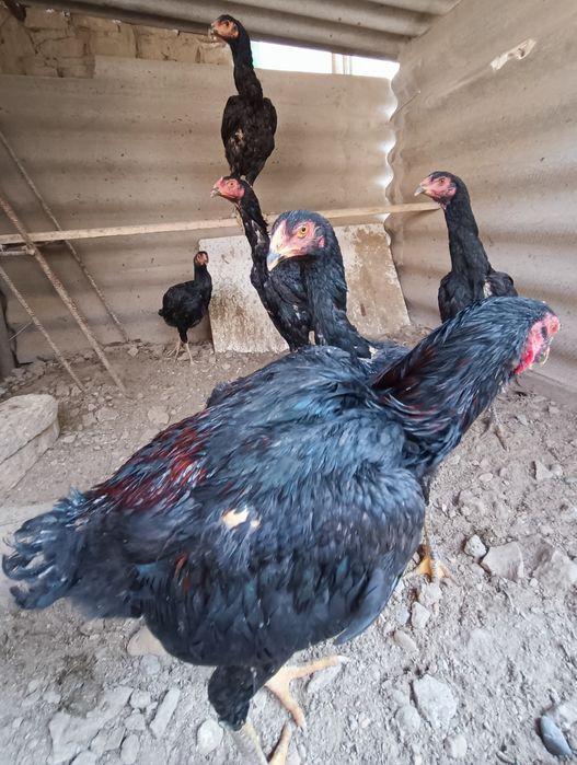 Кулянги Хорозлар