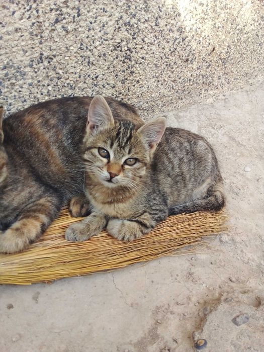 Котята - Раздаём бесплатно