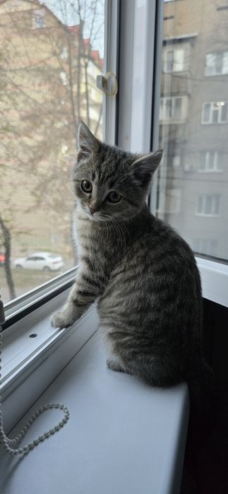 Котенок 2-3 месяца