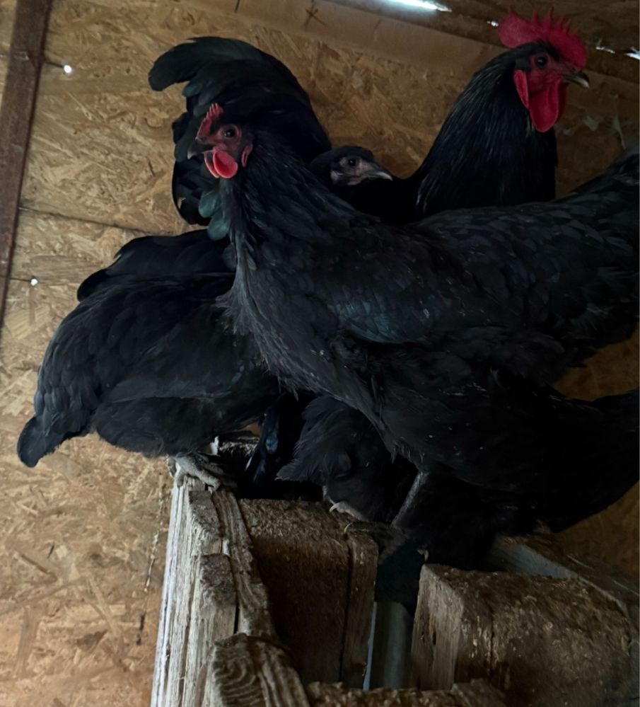 Disponibil 2 cocoși Australorp 150 lei buc