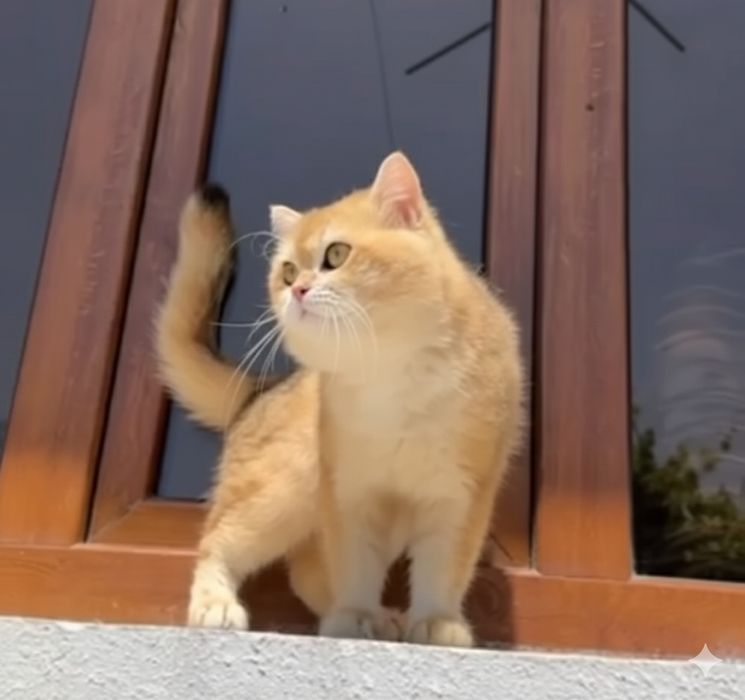 Продаются котята скотиш фолд и страйт