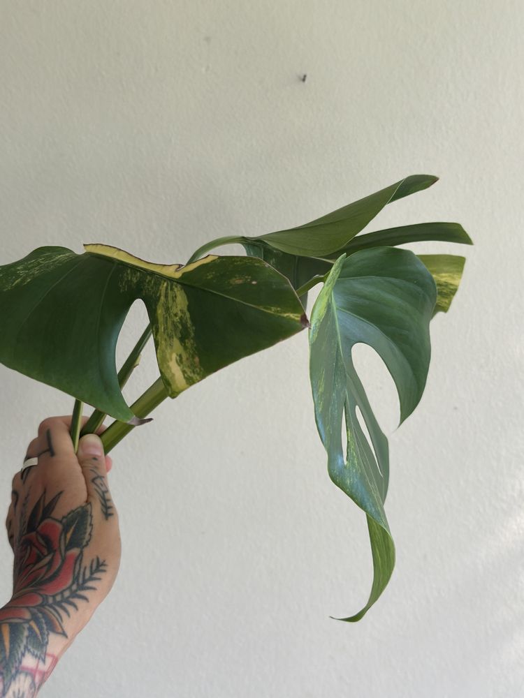 Monstera Aurea Big Form