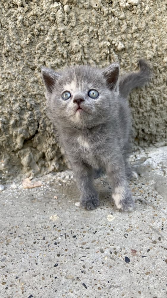 котята британской породы