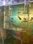 Pesti guppy mixt