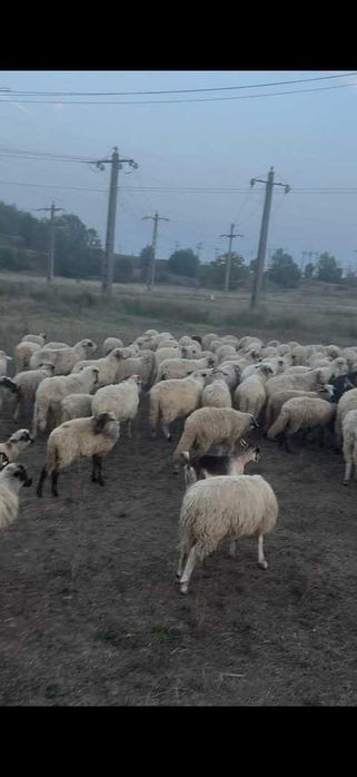 Oi de vânzare – sănătoase, bine îngrijite, preț avantajos
