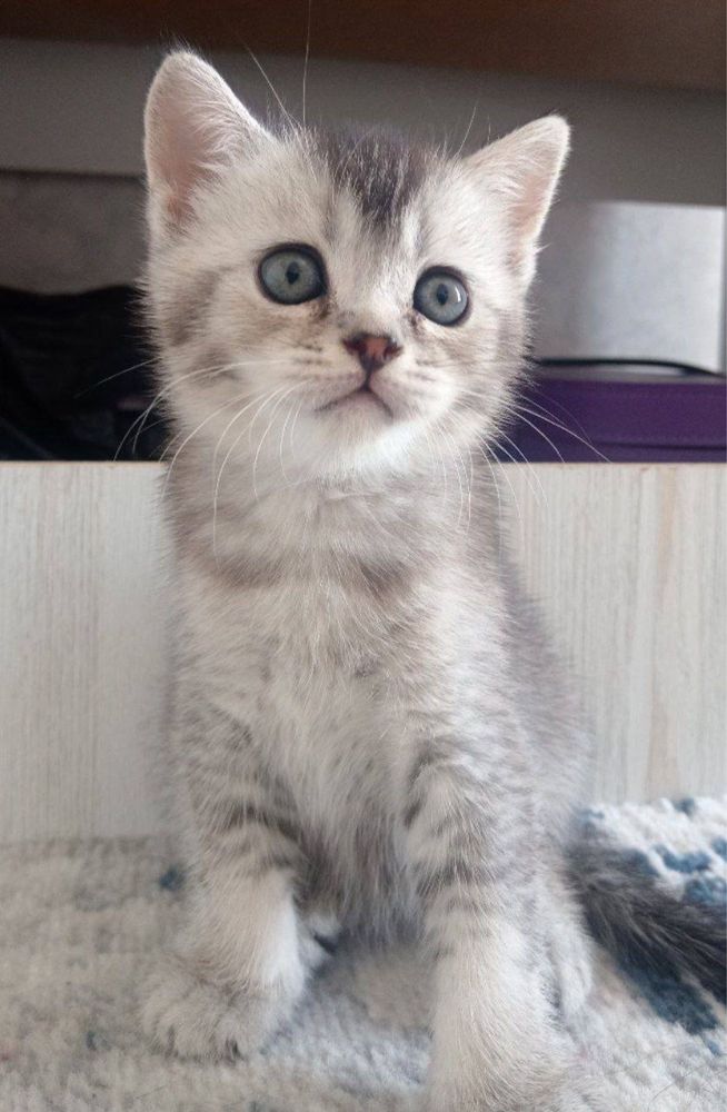 Шиншила хейланд котят