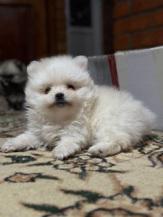 Продаются щенки померанского шпица