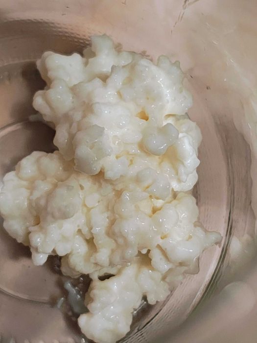 Ciuperca tibetana kefir lapte