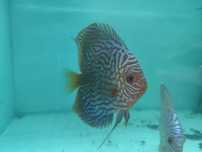 Vand Pereche Discus Blue Turquaz