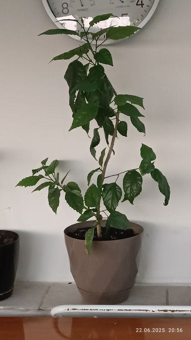 Китайска    роза