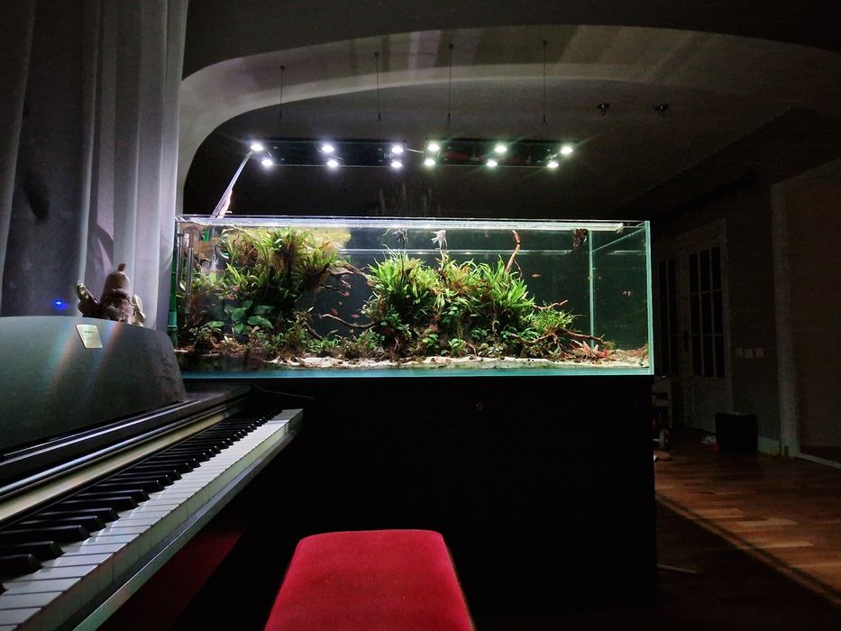 Acvarii Amenajare Intretinere Constructie