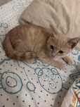 Котёнок , мальчик рыжий