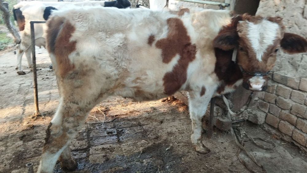 Zottor buqacha sotiladi