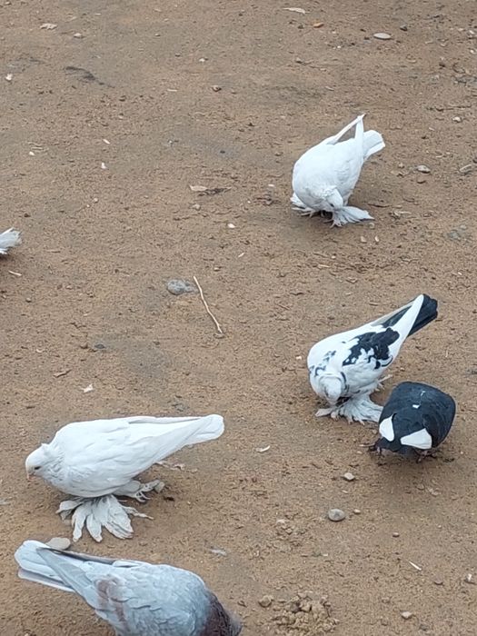 Голуби Малодой..