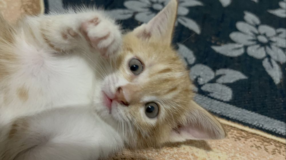 Котёнок девочка ищет дом