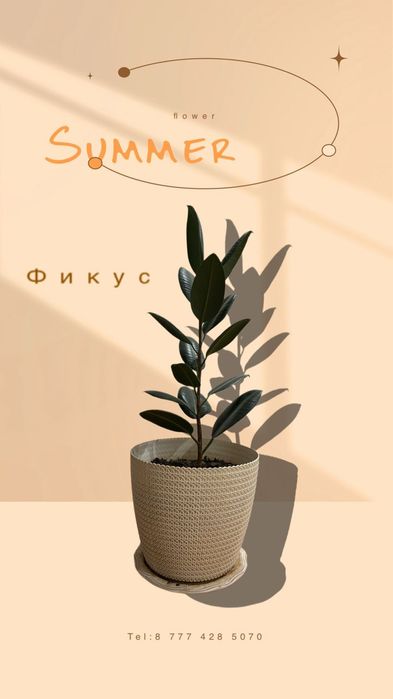 Фикус ищет новый дом!