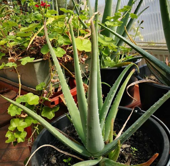 Vand Aloe vera (Aloe barbadensis Miller) 2,5 - 3 ani