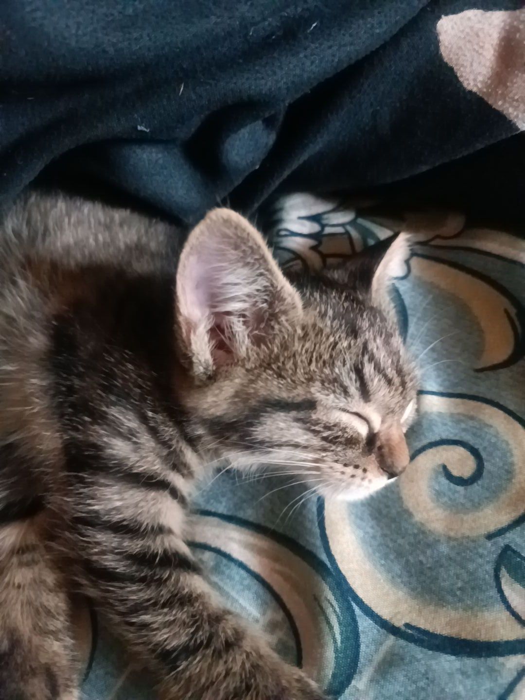 Отдам котят в хорошие руки