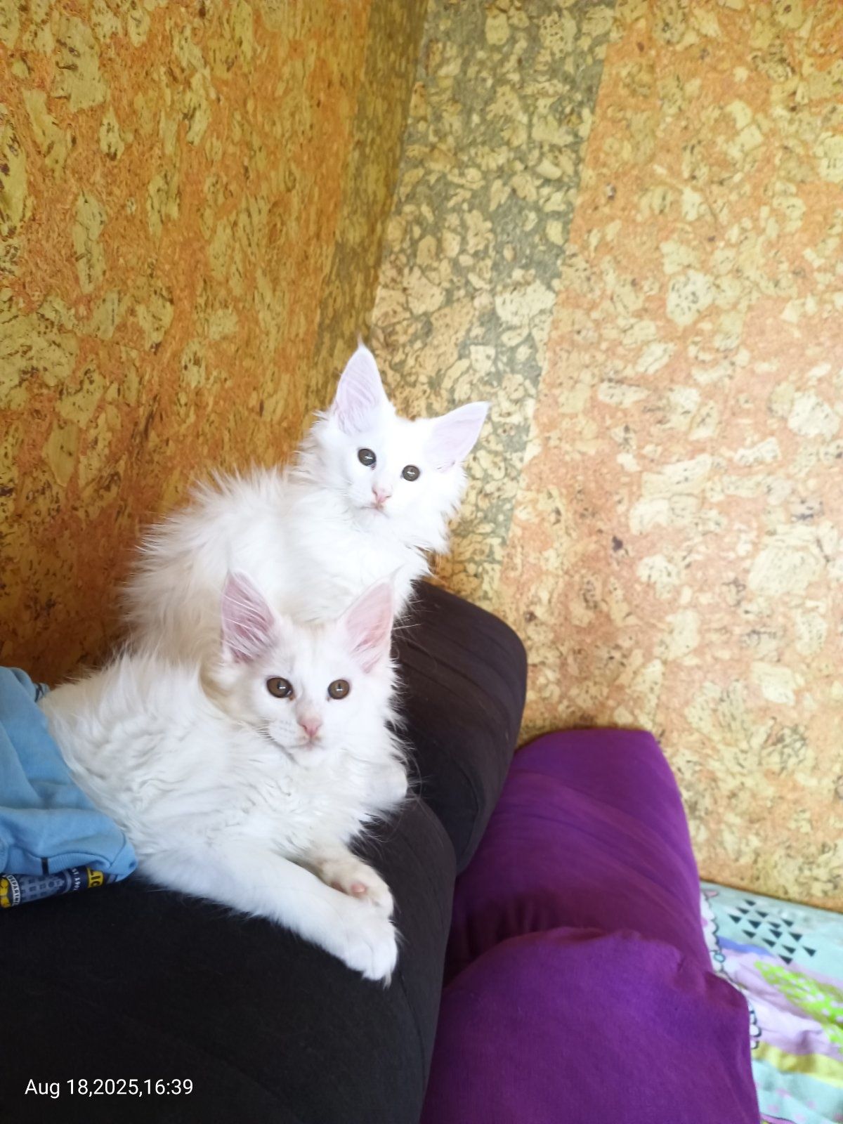 Породисти котета Мейн Кун