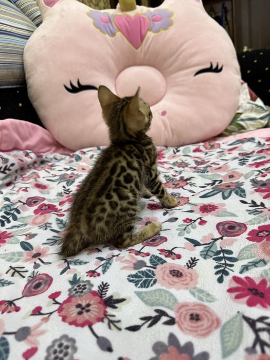 Бенгальская кошка