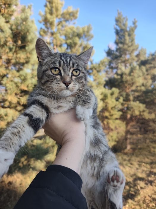 Котенок ищет дом!