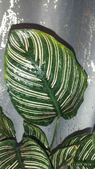 Продается Шикарная Калатея Сандреана
