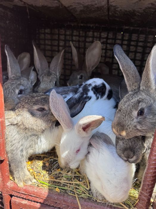 Vând iepure de casa