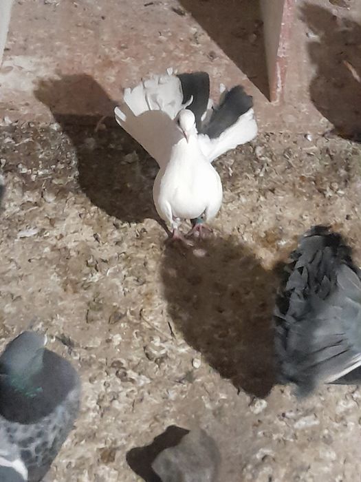 Vând porumbei curcani