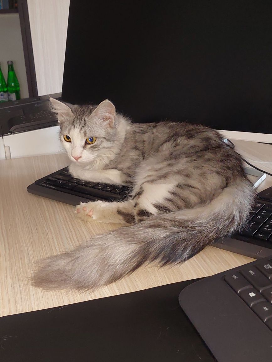Котёнок мальчик пушистый Ташкент