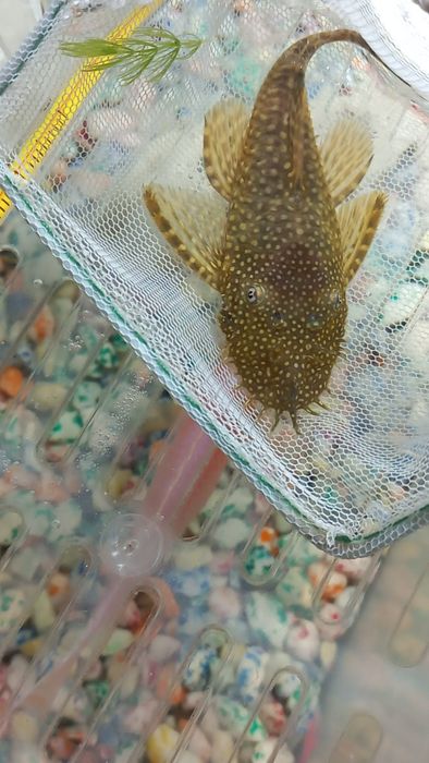 Продаются Анциструс Барбусы вуалевый