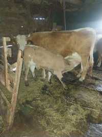Vaca cu vitel de vanzare
