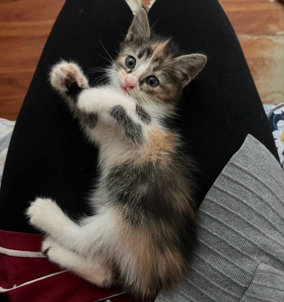 Котята оплатим стерелизацию