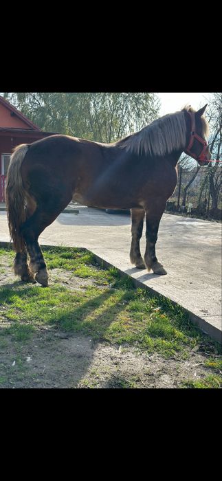 Mânza de 2,5 ani 172 inaltime