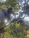 Prune pt consum si tuica