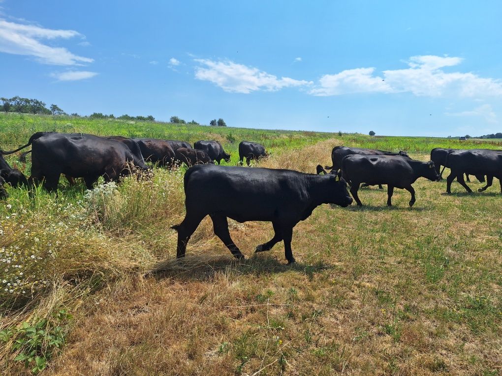 Juninci Aberdeen Angus