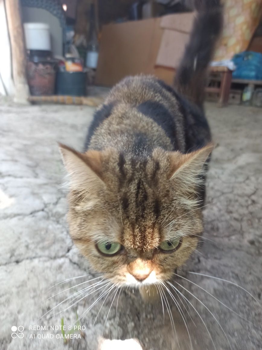 Скоттиш- страйт девочка