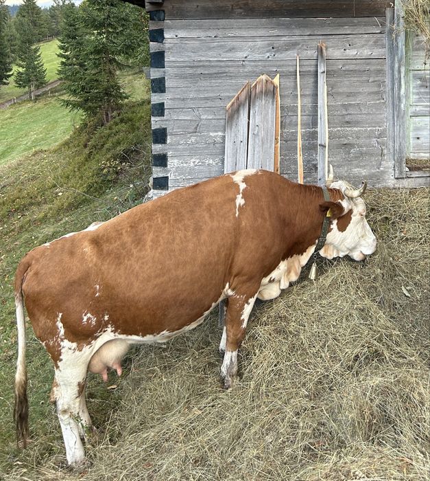 Vând vacă balțată