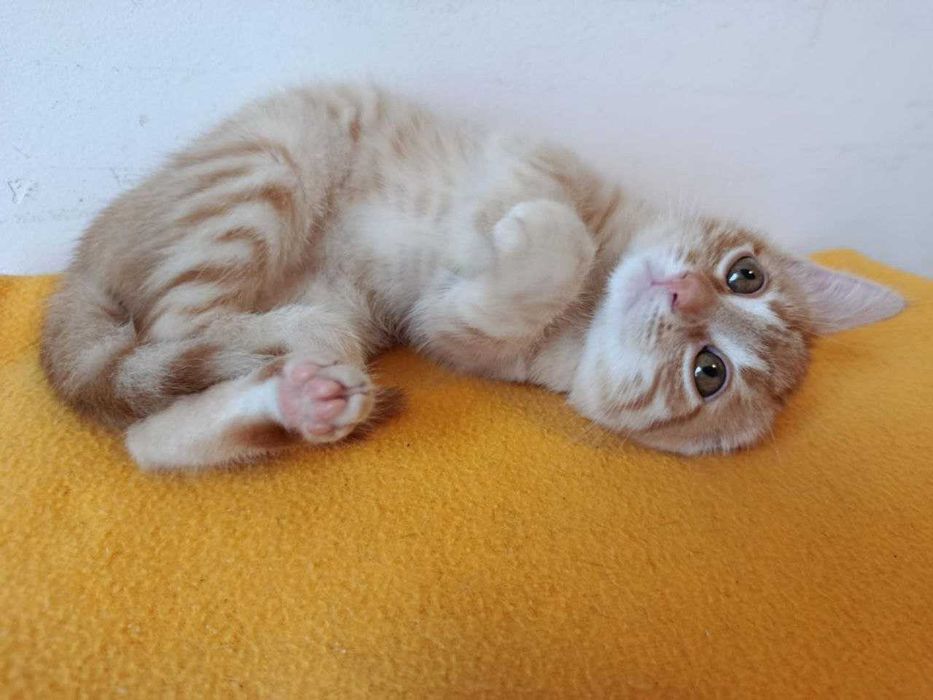 Домашни котенца, на 2,5 месеца, търсят любящи домове