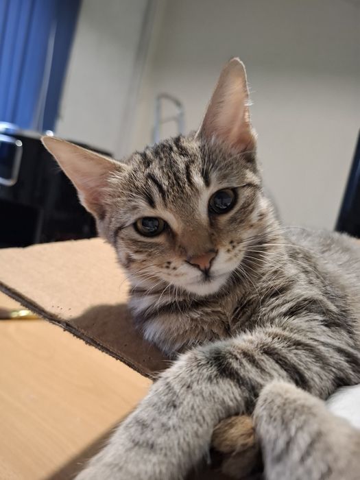 Подарявам 4 месечна женска котка