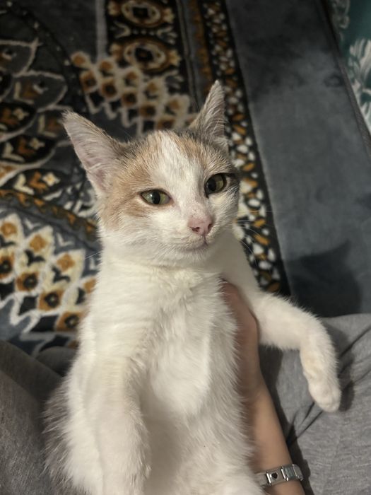 Котенок с полной комплектацией