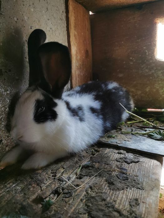 Iepure mascul / femelă 4 luni