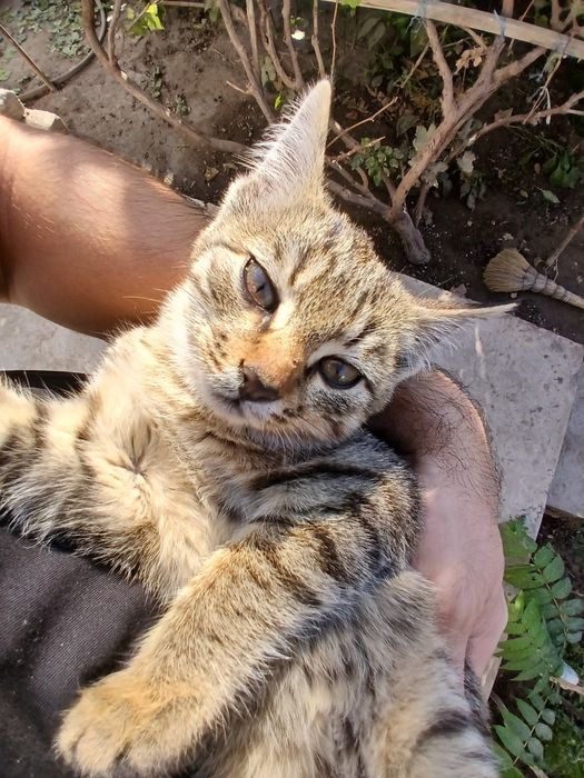 Якши егаларга берамиз онаси породний