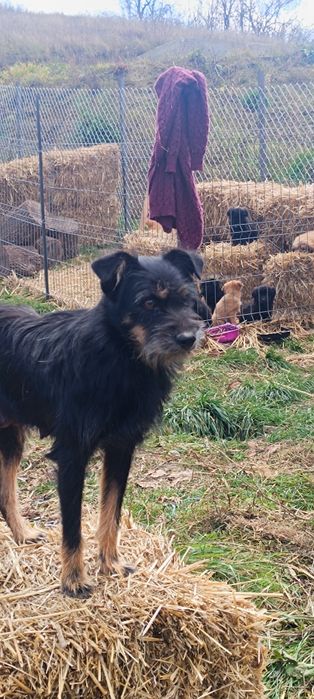 Donez jagdterrier de 10 luni și 3 căței metis