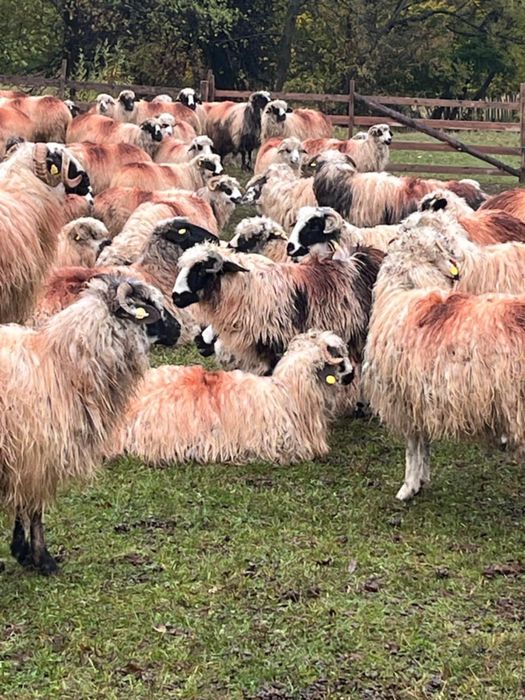 Vând miele,breze și oacheșe