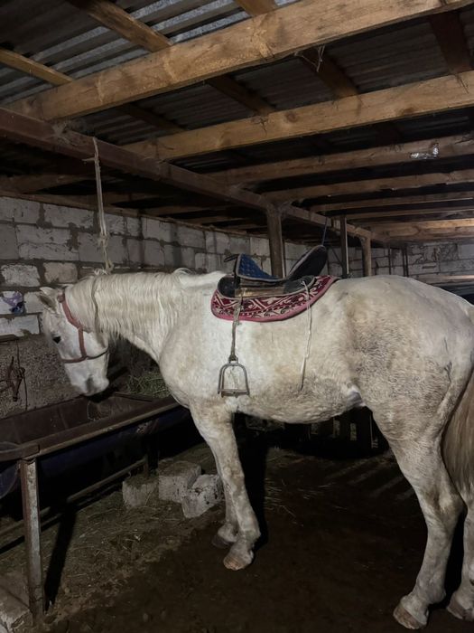 Конные прогулки на лошодях 5000 тг