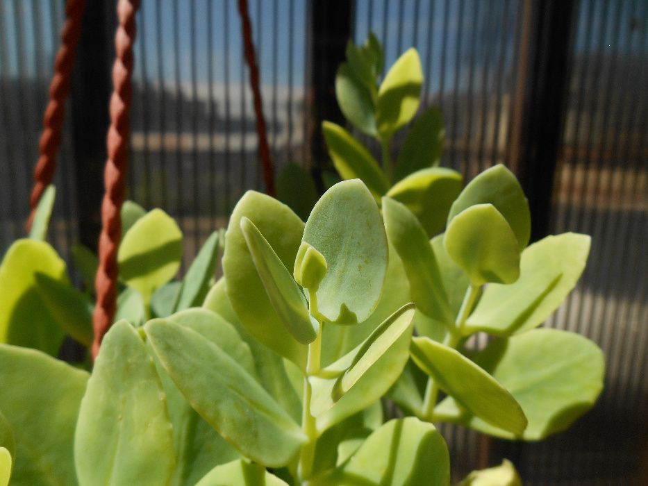 Floarea de gheata - Sedum spectabile si pui