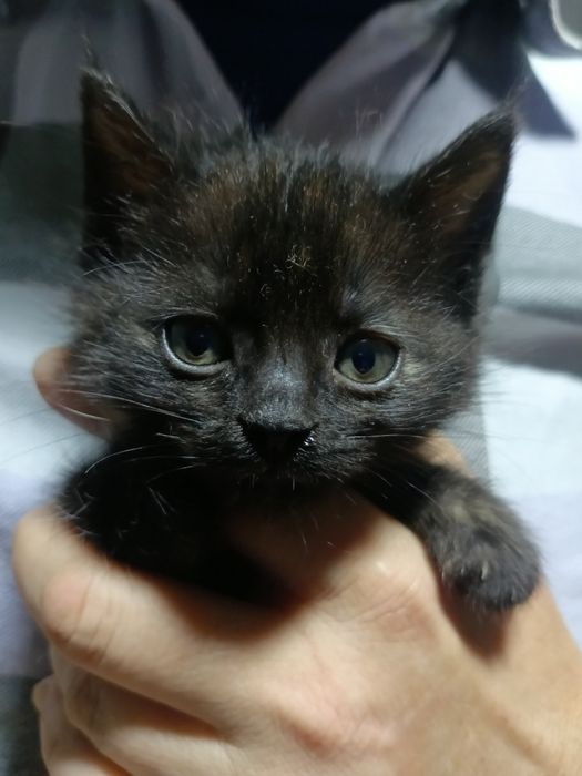 Котята в хорошие руки