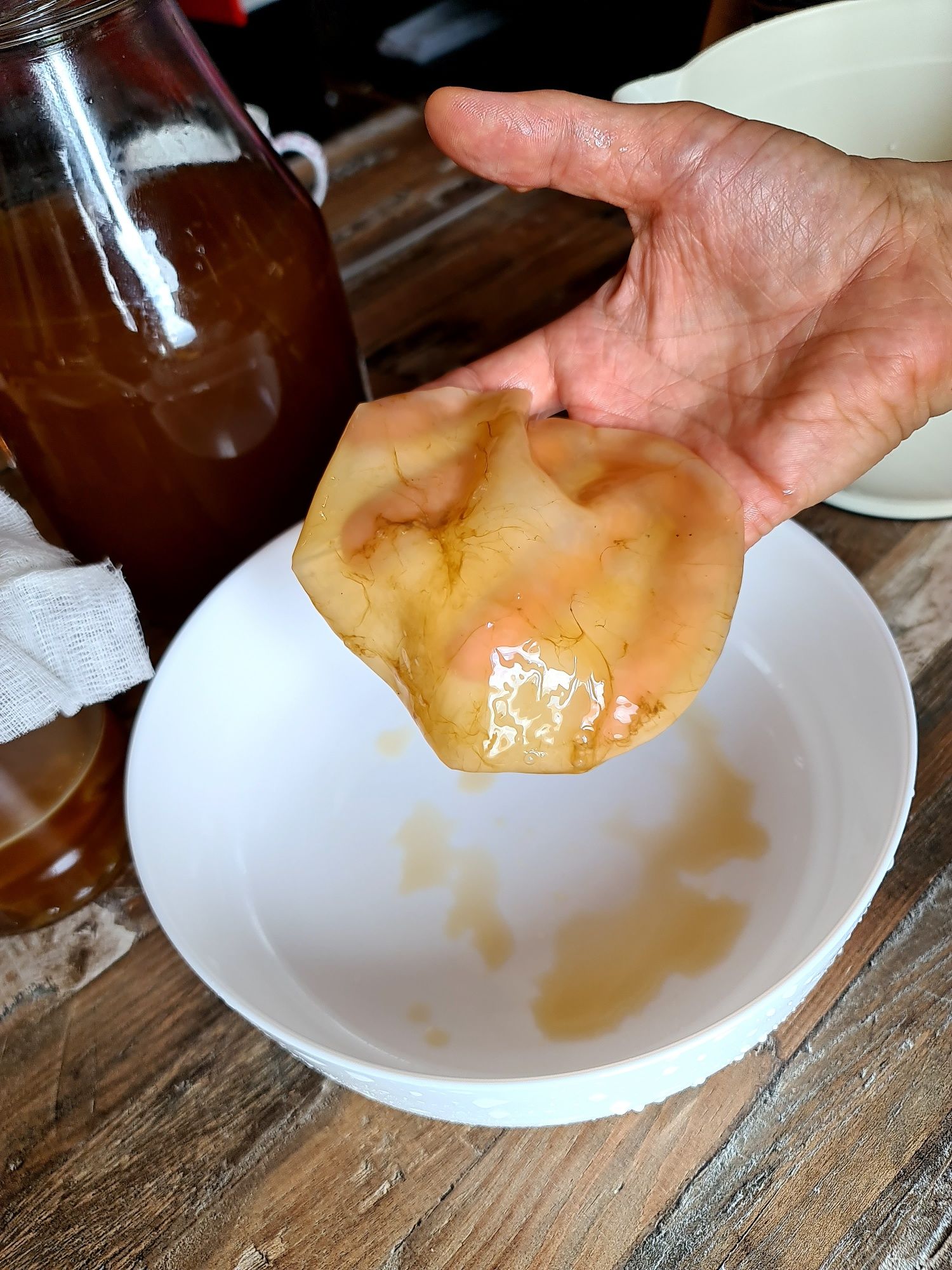 БИО Комбуча чаена Гъба scoby (Скоби) +Стартер течност за напитка